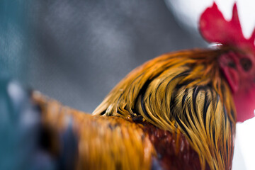close-up photo of chicken head