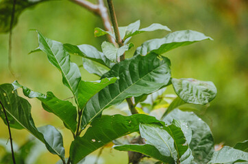 Beautiful photographs of green leaves

