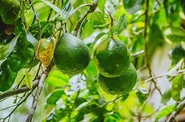 Fotografías de limones  