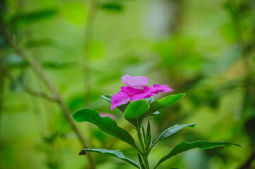 hermosas Fotografía de flores Fucsia