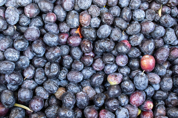 Top view of fresh olives, vibrant black and purple colors. Harvesting season.