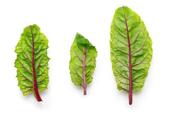 Fresh beetroot leaves isolated on white background. Salad leaf ingredient. Top view.