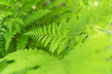 beautiful spring fern