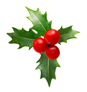 Holly berry leaves and berries. Christmas decoration isolated on white background. Top view