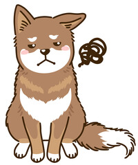 Fototapeta premium 目を逸らす四国犬（赤胡麻）
