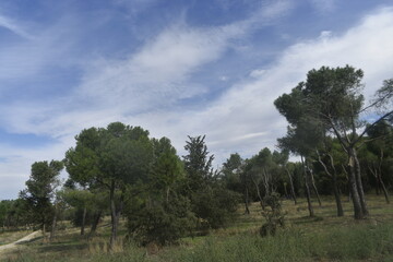 Obraz premium clouds over forest
