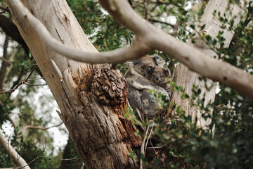 Mother and joey koala sitting together in fork of Australian gum tree
