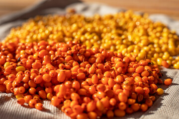 background of yellow and orange sea buckthorn berries, top view, horizontal.