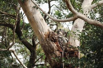 Mother and joey koala sitting together in fork of Australian gum tree