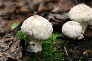 Lycoperdon or puffball mushrooms on the forest floor close - up view