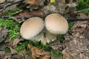 Lycoperdon or puffball mushrooms on the forest floor close - up view