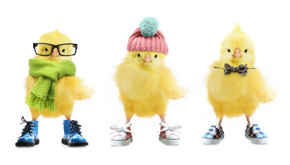 Cute little chicken isolated © Valentina R.