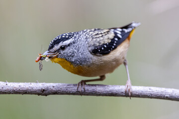 Male Spotted Pardalote with beak full of insects for young birds in nest