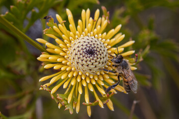 Honey Bee collecting collecting nectar on Broad-leaf Drumstick flower