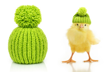 Green wool knitted hat and cute little chicken isolated on white background.