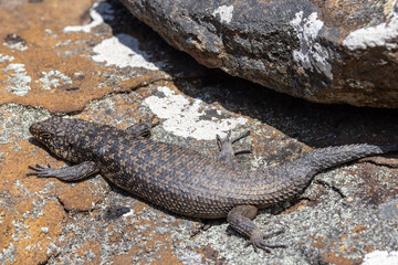 Cunningham's Skink basking outside it's sandstone rock crevice