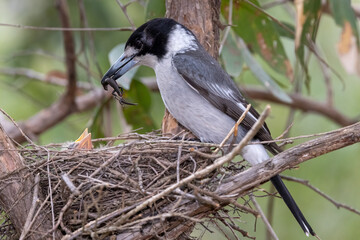 Australian Grey Butcher Bird with small skink lizard for young birds in nest