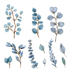 Eucalyptus set of blue watercolor. Cute rustic wedding greenery.True blue, silver dollar, spiral eucalyptus, foliage, leaves and stems. Watercolor style set. All elements are isolated - 459824388
