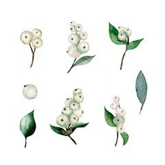 Snowberry branch isolated on white background. Watercolor hand drawn illustration. Watercolor floral illustration set - collection of snowberry, for wedding anniversary, bithday, invitations - 459824398