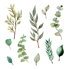 Set of herbs and plants eucalyptus collection. Cute rustic wedding greenery.True blue, silver dollar, spiral eucalyptus, foliage, leaves and stems. Watercolor style set. All elements are isolated - 459824399