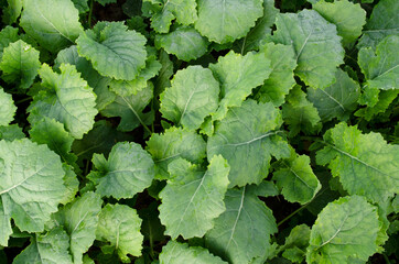 Autumn field with green plants of winter rapeseed, background, texture, top view. Young green rapeseed field, top view. Green rapeseed field, autumn, background from young plants, top view.