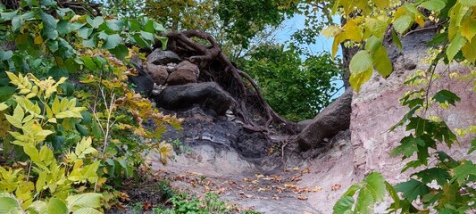 animal in the forest