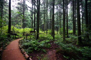 a refreshing cedar forest in summer
