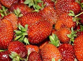 Red ripe strawberries background. Close up, top view.