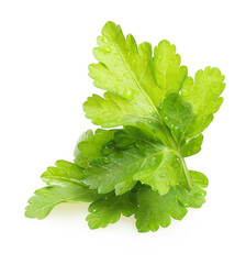 Parsley herb isolated on white background.