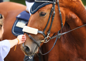 Obraz premium Dressage horse with bridle, close-up horse head, is stroked on the nose by a woman..