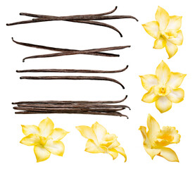 Vanilla pods and flowers set isolated on the white background. Collection of vanilla orhid flowers...