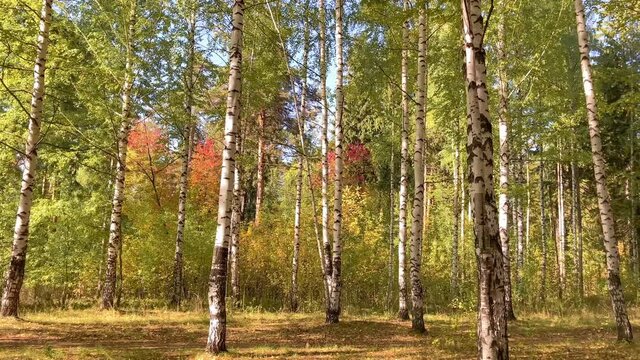 White birch trees in the forest in early autumn. Birch grove of young trees in september warm day