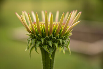 close up of a flower, echinacea, purple coneflower, coneflower, the spiral of coneflower, petals, coneflower petals,  echinacea close up look, 