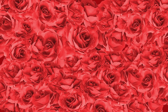 真っ赤な薔薇のフレーム、ローズ、バラの花/真紅のばらのデコレーション背景画像/カード、タイトルスペース