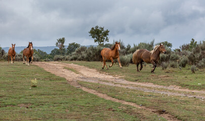 Groups of mares trotting. Horses running.
