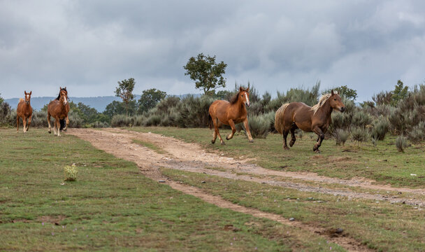Groups of mares trotting. Horses running.