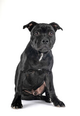 staffordshire bull terrier