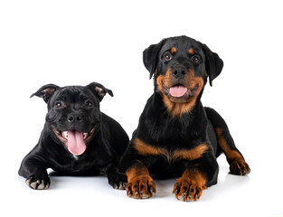 staffordshire bull terrier and rottweiler