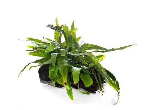 Leptochilus pteropus in studio