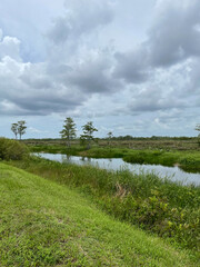 Obraz premium southern swamp landscape on a stormy day