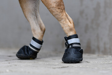 Protective dog shoes to cover injured paw while walking or to protect paw from hot street
