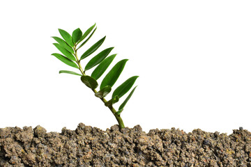 plant in soil isolated