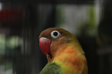 red and yellow parrot