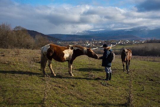 Male horse village in late autumn. A young man in a jacket, rubber boots is walking and feeding horses in a pasture. The concept of village life, pet care, kindness, help. Horses eat with their hands