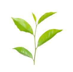 green tea leaf isolated on white background