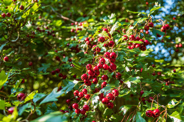 Beeren