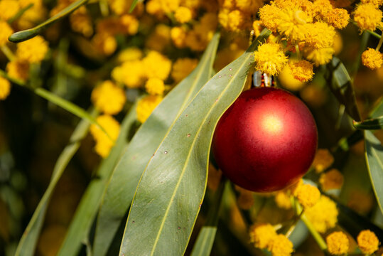 An Australian Christmas With A Red Christmas Bauble In A Golden Wattle, Horizontal Format