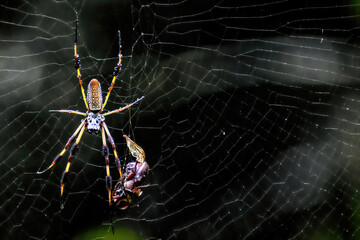 Golden silk spider in a spiderweb