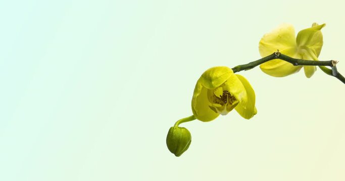 Beautiful Yellow Orchid flowers blooming on light background closeup. Timelapse. Holiday, love, birthday design backdrop. With place for text or image.