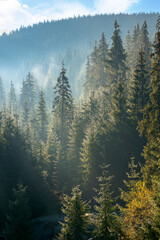 coniferous forest at foggy sunrise. trees at the foot of a hill in morning light. blue sky with fluffy clouds. idyllic countryside scenery